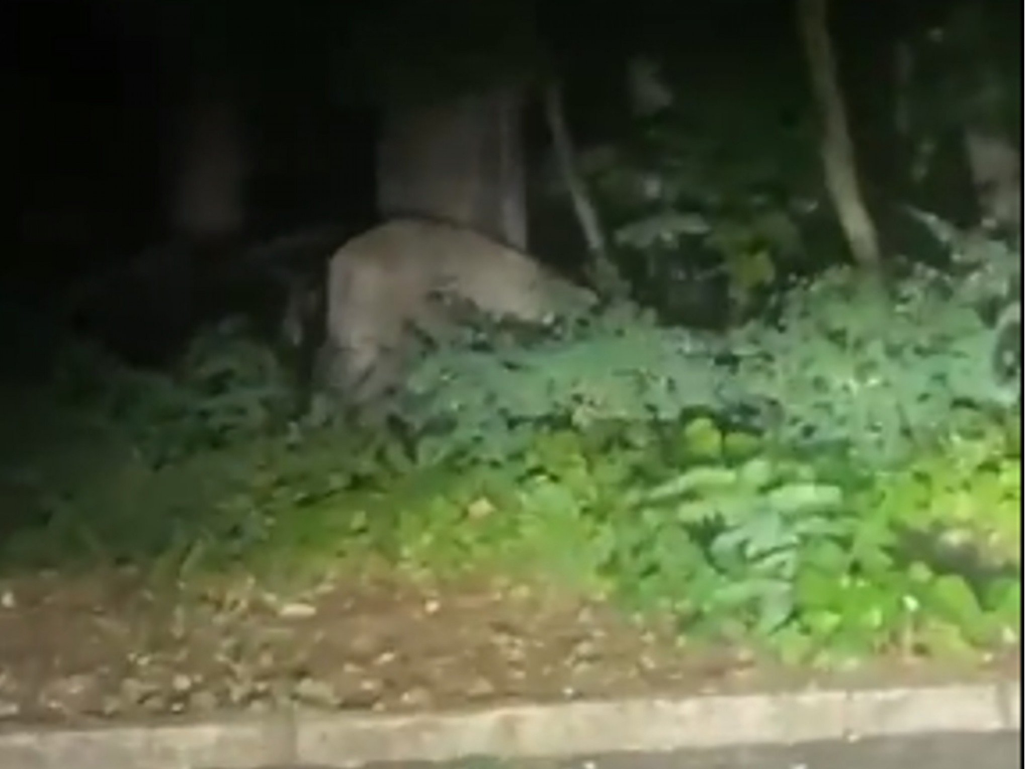 Leoa solta em Berlim? Caça a felino é encerrada após descoberta inusitada; veja vídeo