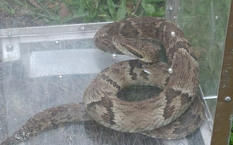 VENENOSA: Jararaca é vista atravessando rua; picada de serpente pode causar até necrose