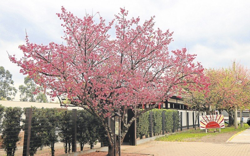 Pedacinho do JapÃ£o em Ivoti