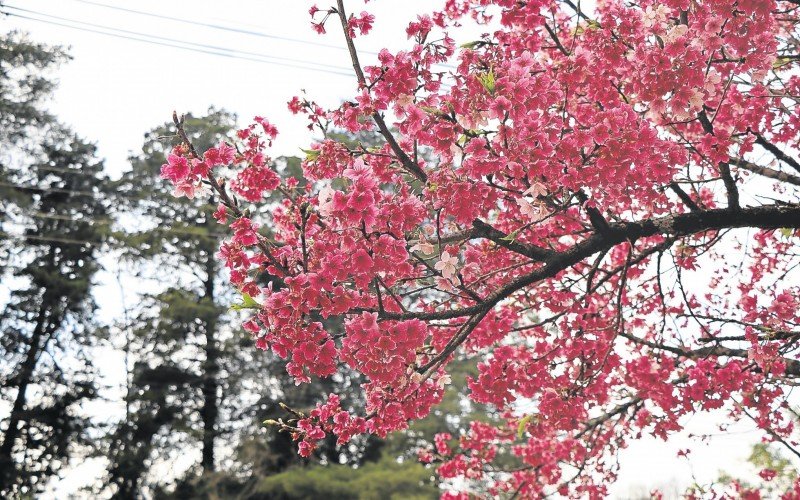 Rosa vibrante constrasta com o ambiente