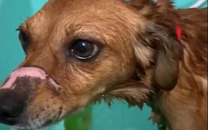 VÍDEO: Cachorro resgatado com a boca amarrada por fita isolante se prepara para feira de adoção nesta quinta