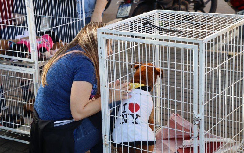 Cachorro estava sempre em busca de carinho