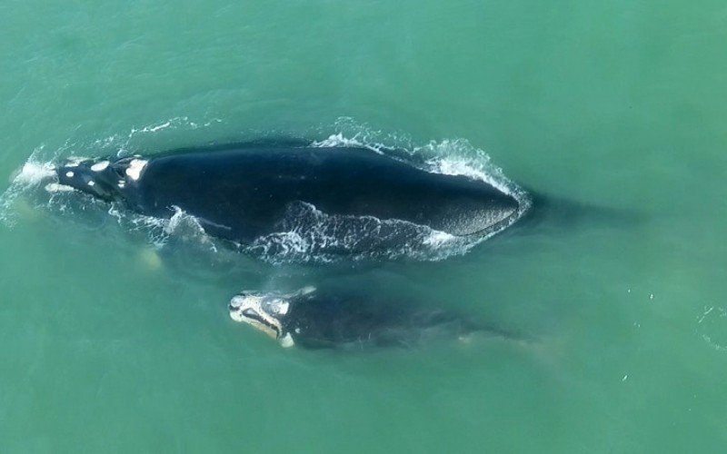 Aparição de baleias-francas no litoral norte encanta moradores e visitantes