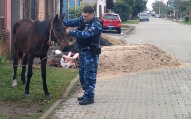 Égua prenha em situação de maus-tratos é resgatada em São Leopoldo