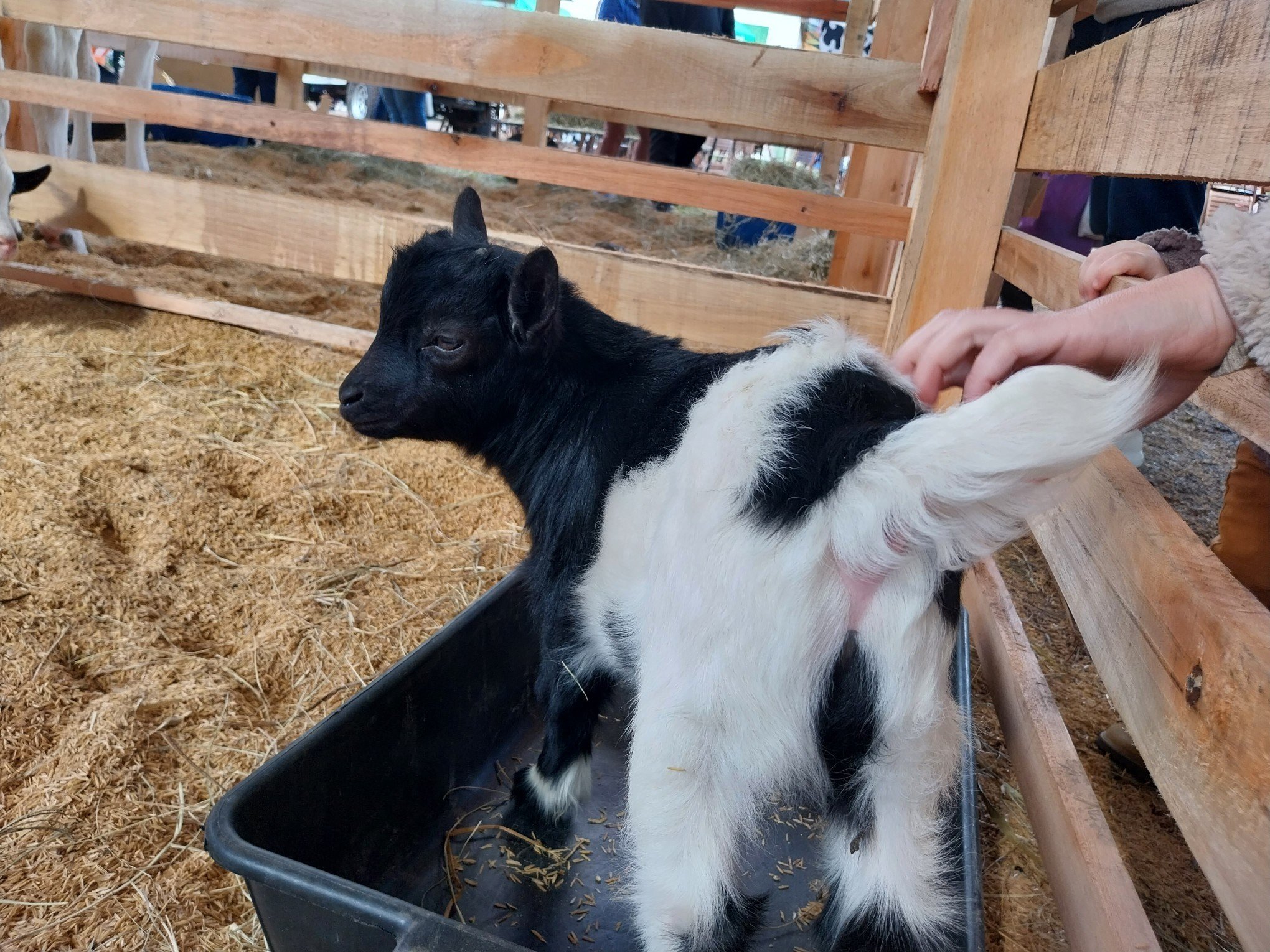 Junino, um cabritinho de 30 dias, Ã© o animal mais jovem em exposiÃ§Ã£o 