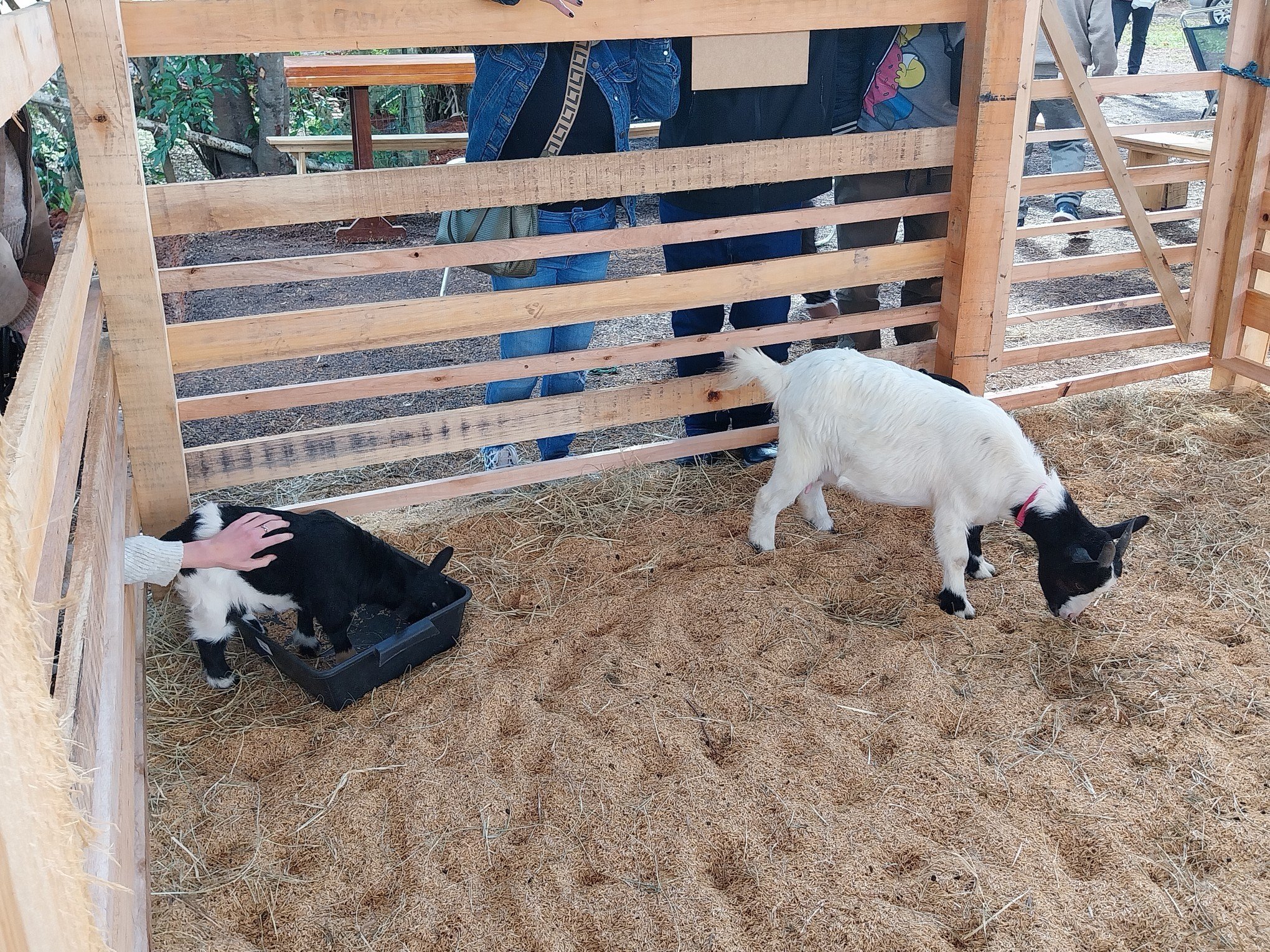 Junino, um cabritinho de 30 dias, é o animal mais jovem em exposição  | Jornal NH