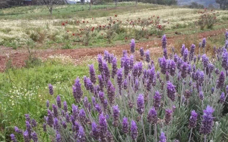 Flores como as lavandas servem de matéria-prima para chás e geleias | Jornal NH