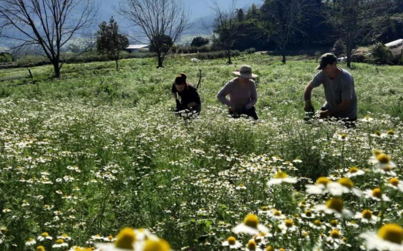 Propriedade em Picada Café tem 4 hectares de flores, como as camomilas que entram na época de floração | Jornal NH