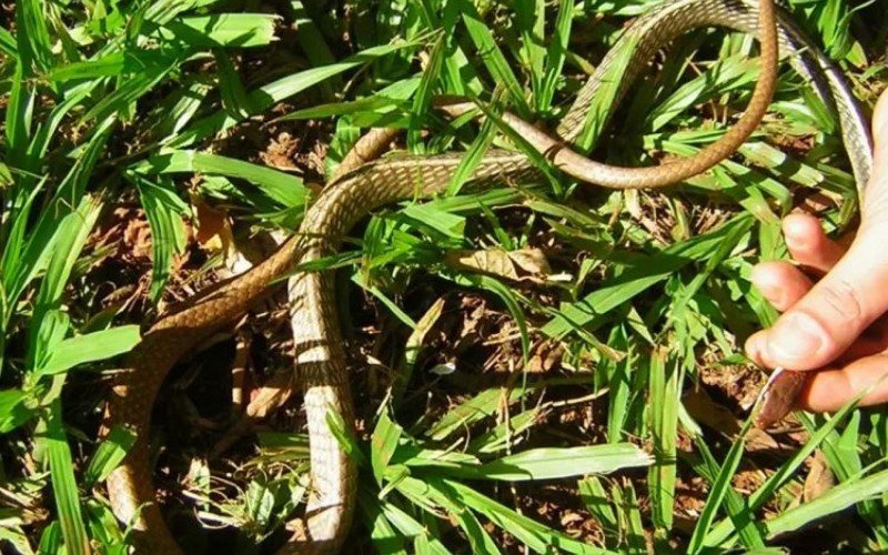 Mulher encontra cobra no capô do carro e chama Bombeiros  | Jornal NH