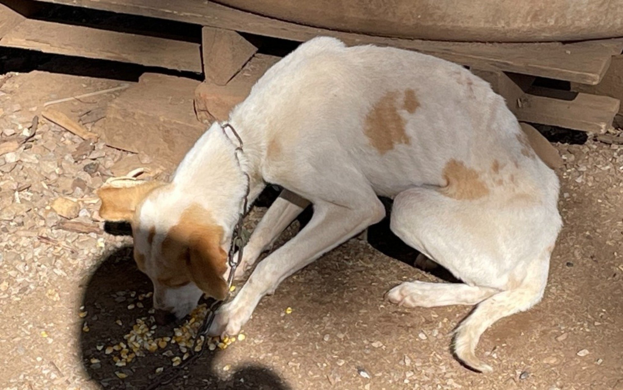 SEM ÁGUA E ALIMENTADOS COM MILHO: Quatro cães são resgatados em situação de maus-tratos no interior de Gramado