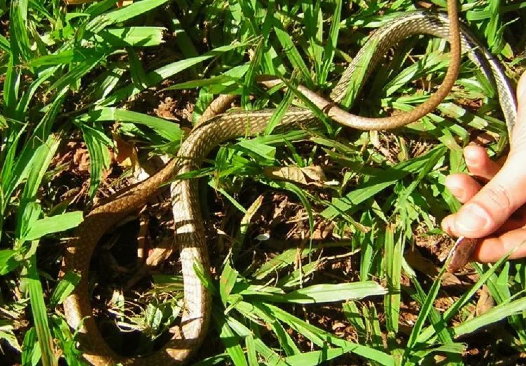 Mulher encontra cobra no capô do carro e chama os Bombeiros