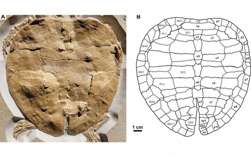 Paleontólogos encontram na Alemanha o fóssil mais completo de tartaruga marinha do Jurássico | Jornal NH