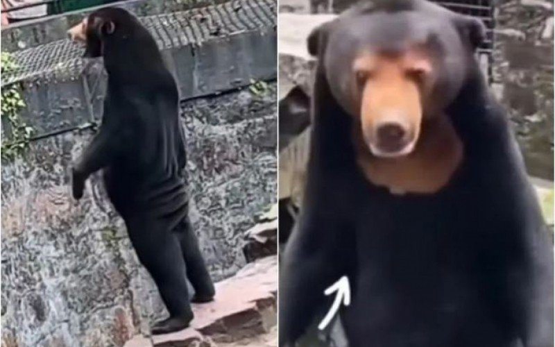 Zoo Ã© acusado de ter pessoas fantasiadas de animais | Jornal NH