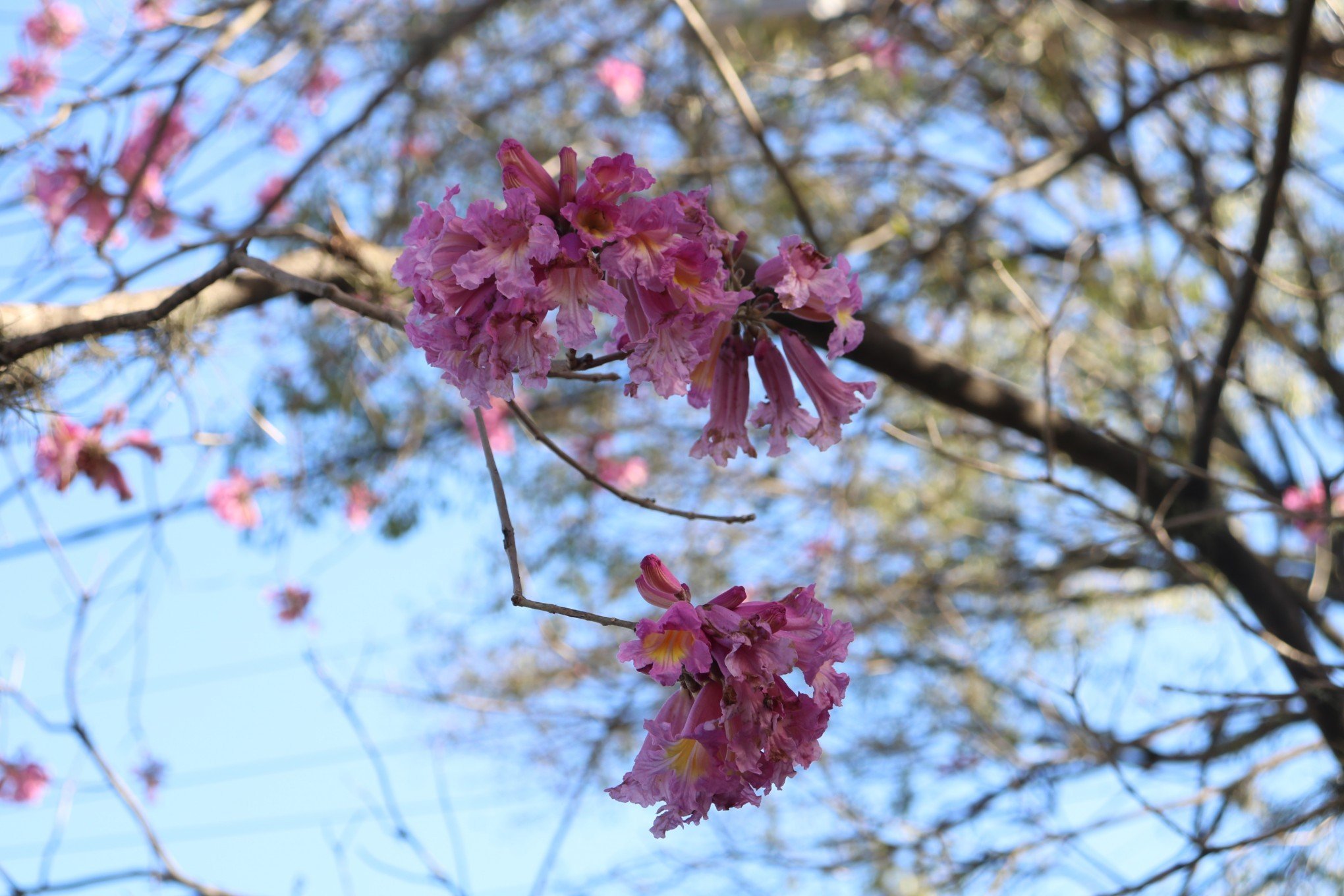 Entenda por que ipês florescem antes da primavera