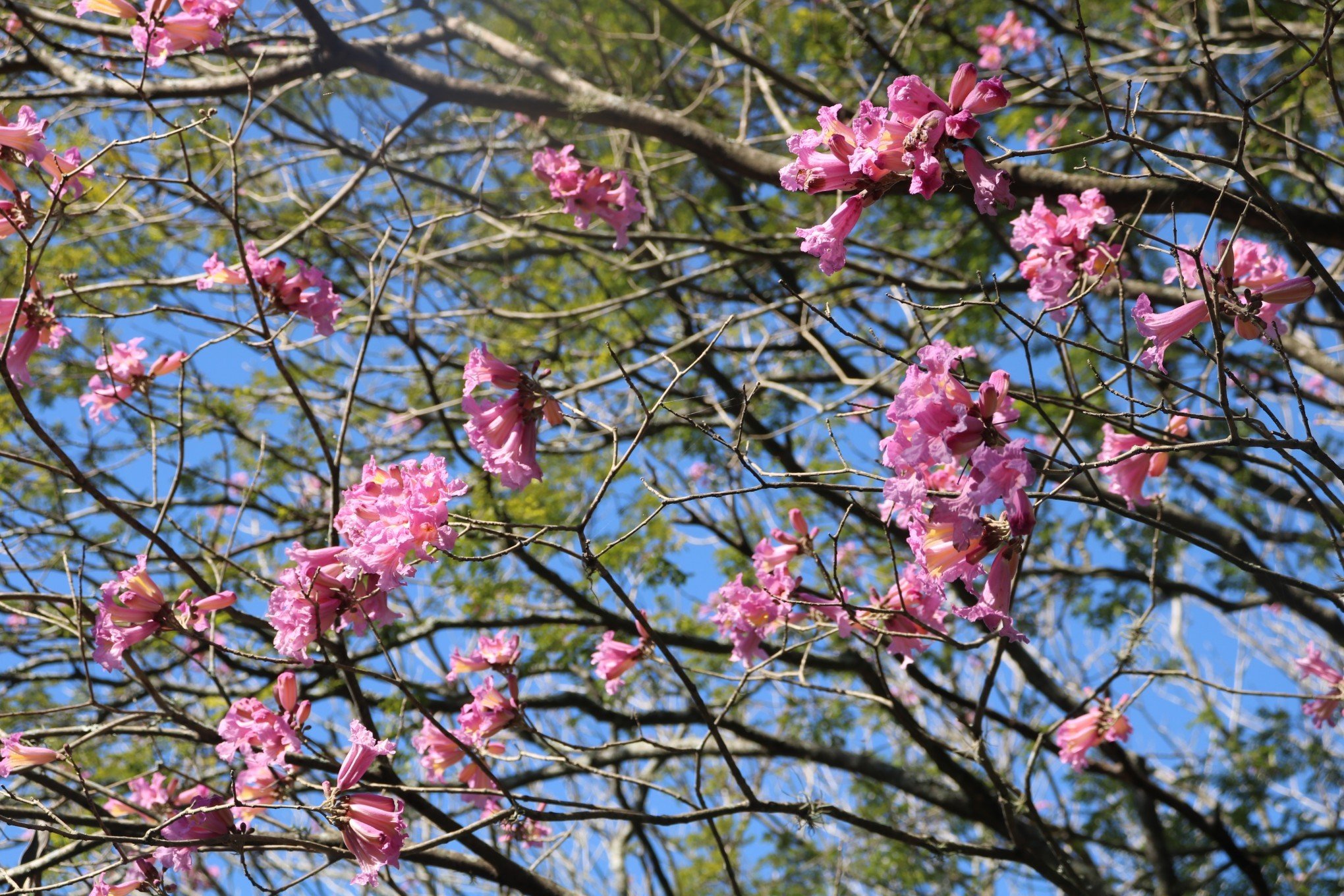 PREVISÃO DO TEMPO: Como serão os dias de primavera no Rio Grande do Sul
