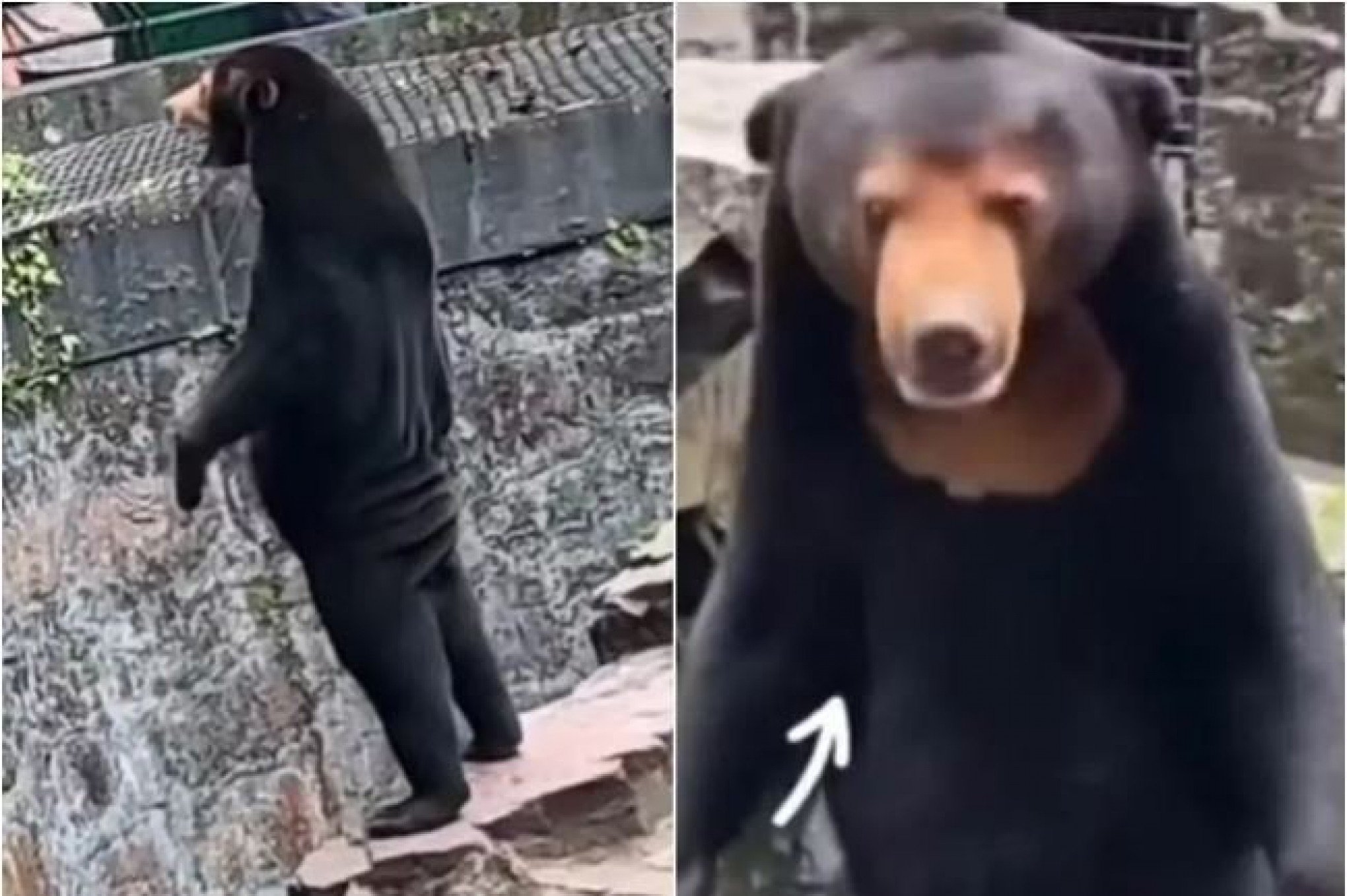 Urso ou humano? Zoológico chinês é acusado de ter pessoas fantasiadas de animais; veja a foto
