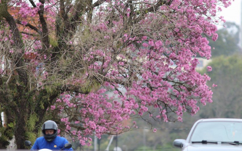 Em Novo Hamburgo, Ipês roxos já começaram a florir | Jornal NH