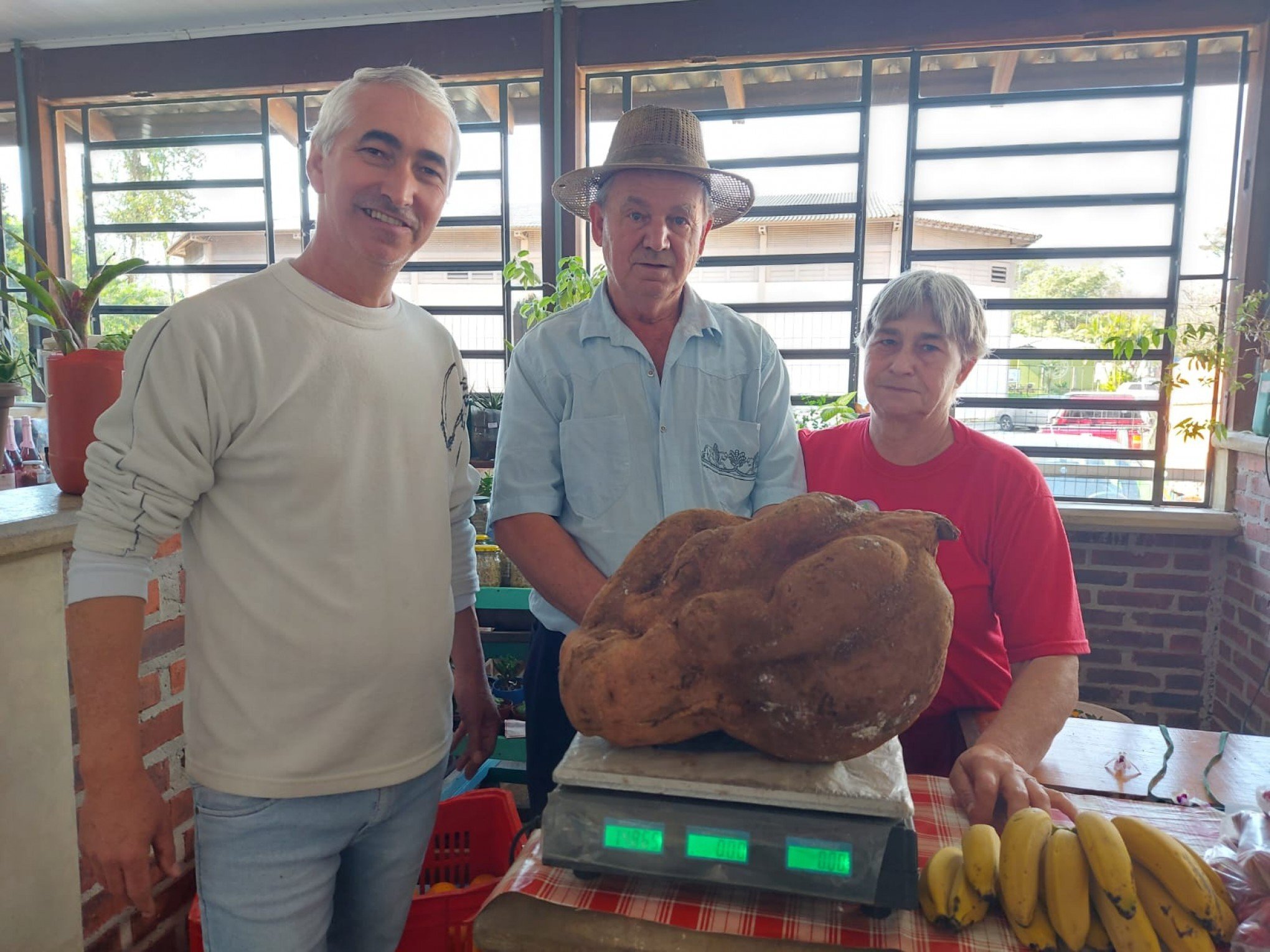 Batata-doce gigante de quase 15 quilos vira atração em feira colonial da região