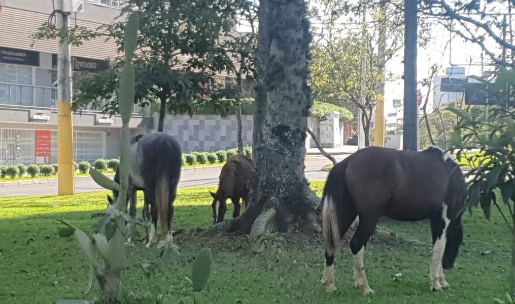 Cavalos são resgatados após serem deixados soltos em avenida de São Leopoldo