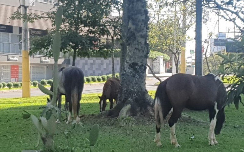 Animais não possuíam chip de identificação e não apresentavam ferimentos ou sinais de maus-tratos