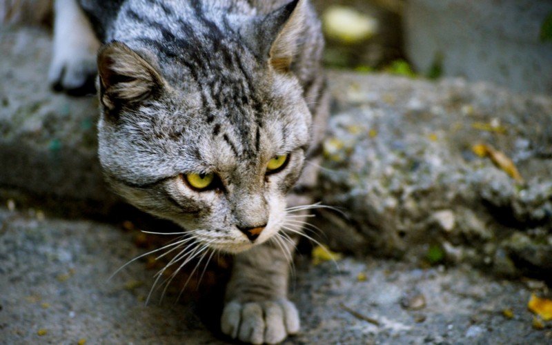 Homem mordido por gato contrai infecção desconhecida | Jornal NH