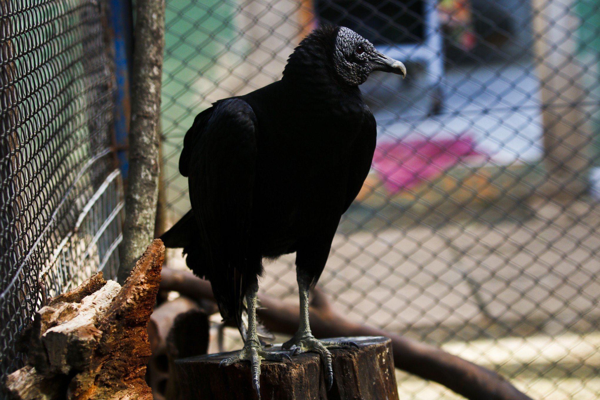 Urubu resgatado em São Leopoldo se recupera no MiniZoo de Canoas