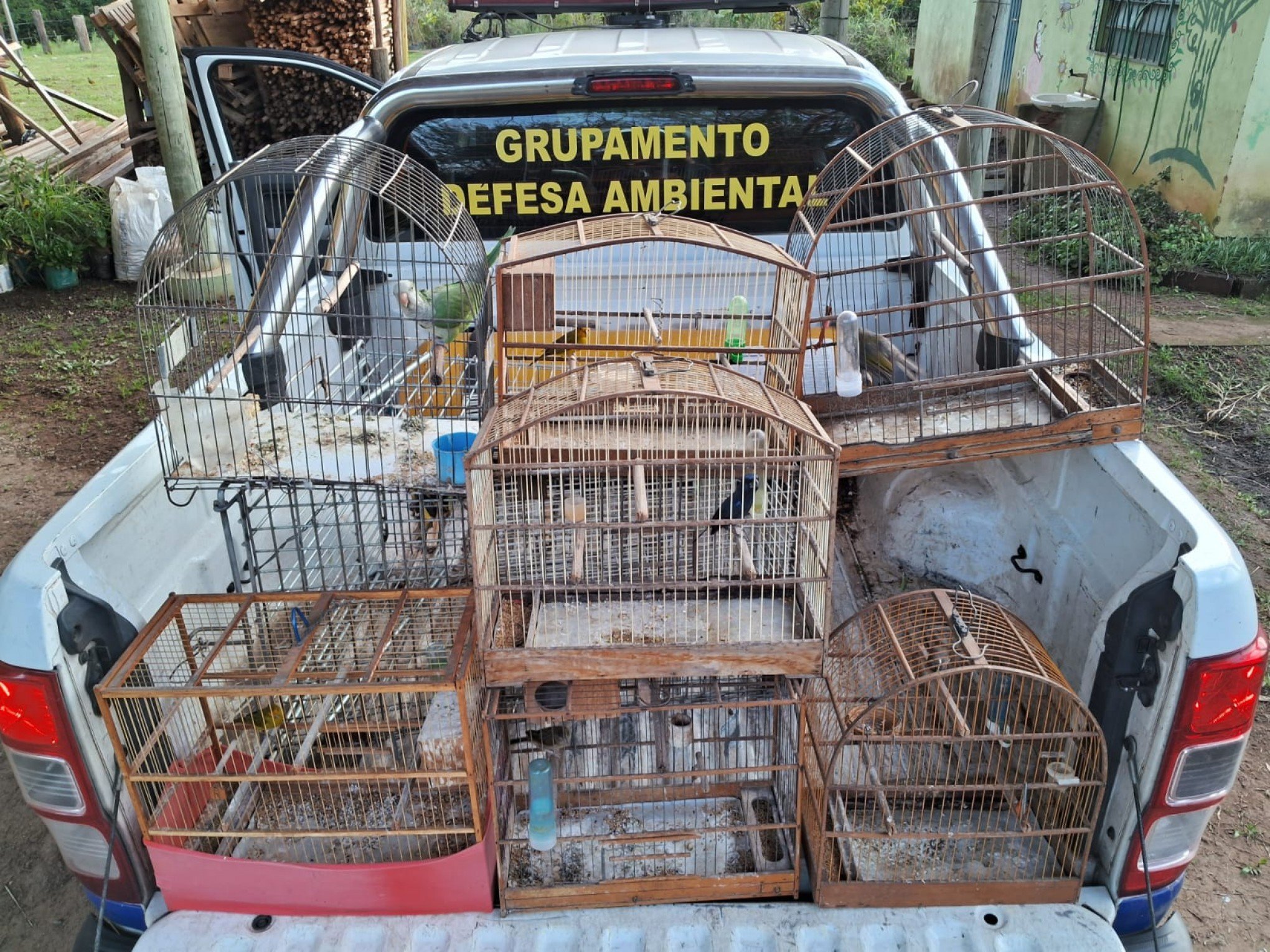 Aves silvestres mantidas em cativeiro são resgatadas por agentes da Defesa Ambiental