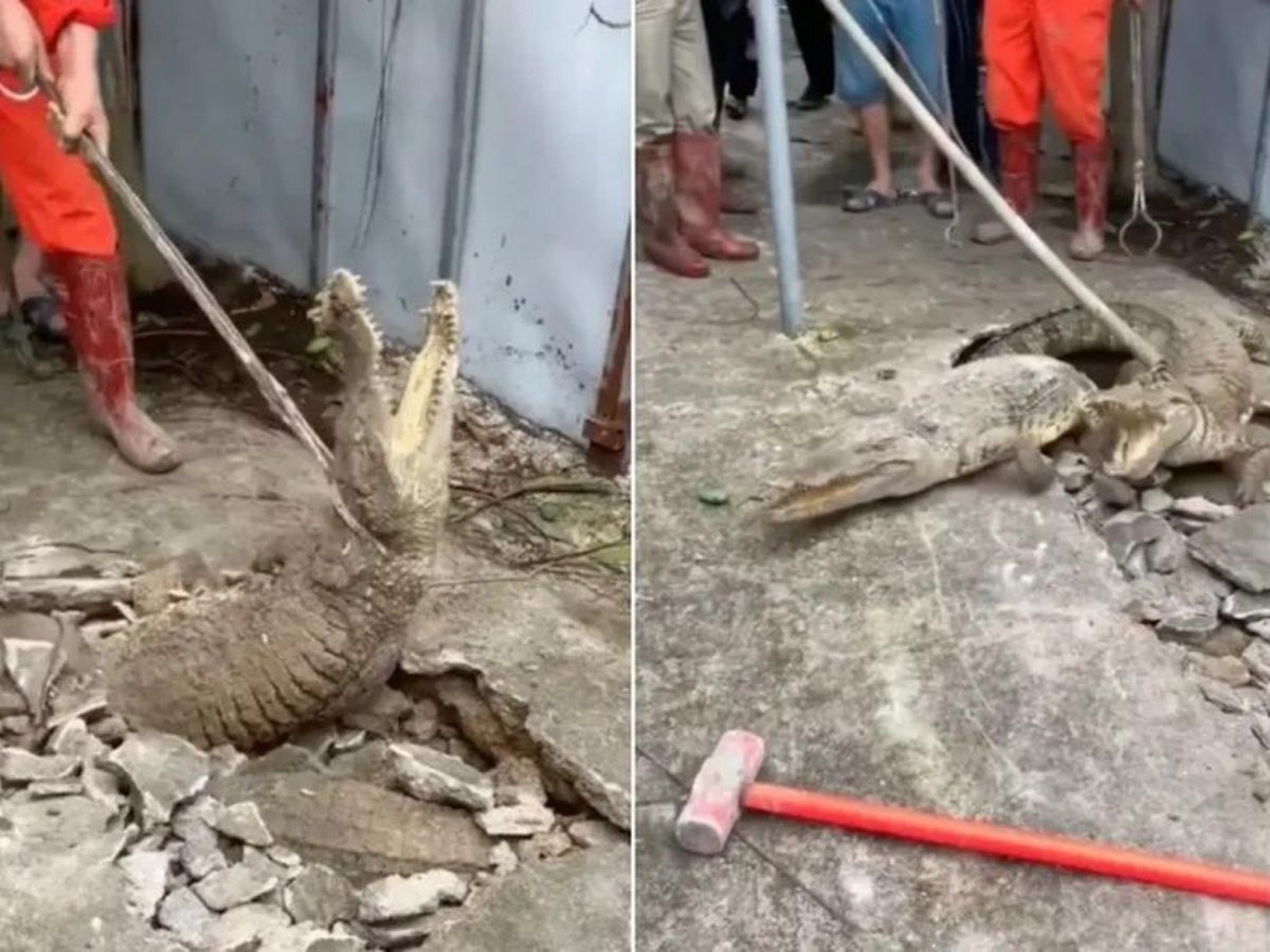 VÍDEO: Três crocodilos que viviam no subsolo de residencial saem de buraco em calçada e assustam moradores
