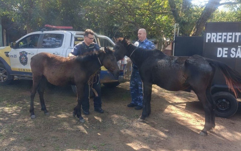 Animais recolhidos são encaminhados para propriedade