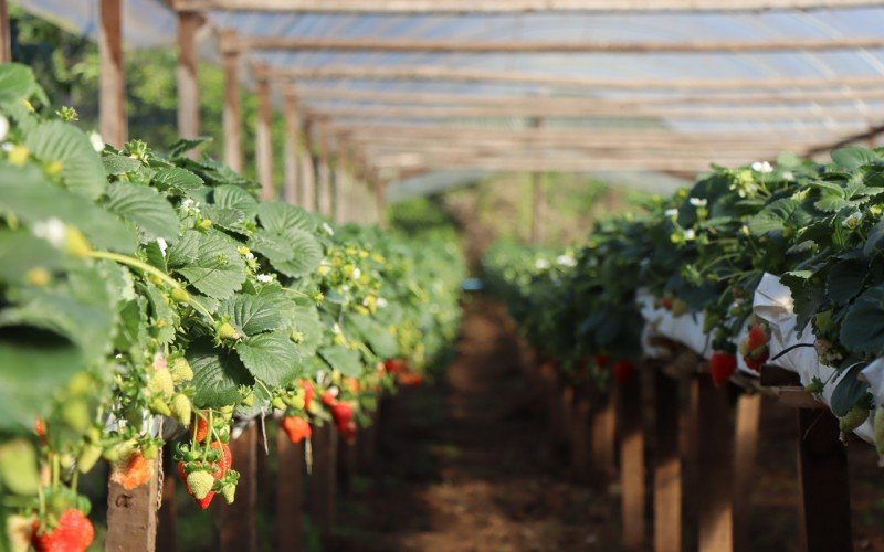 Estimativa é colher mais de 1 milhão de quilos de morangos em Bom Princípio nesta safra  | Jornal NH