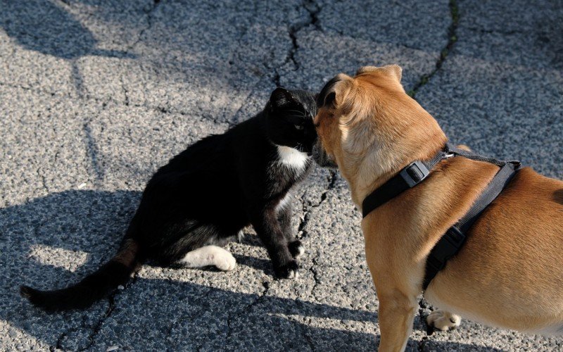 PetCenso revela nomes preferidos de tutores de cães e gatos no Brasil | Jornal NH