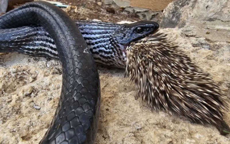 Cobra Ã© encontrada com porco-espinho na boca