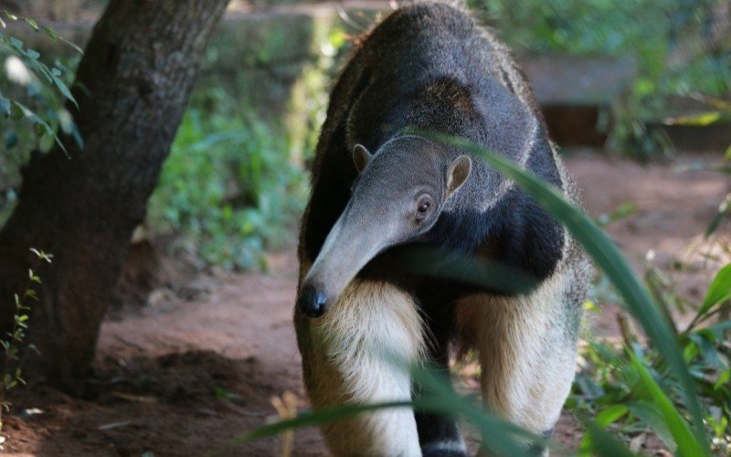 Zoológico recebe fêmea de tamanduá-bandeira para união de acasalamento