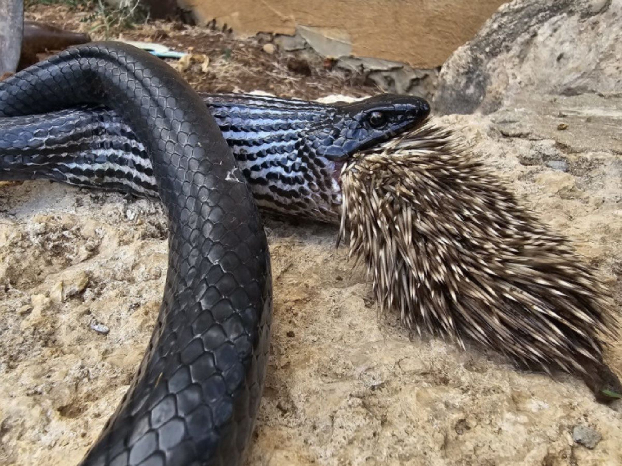 "Trágico encontro": Cobra captura porco-espinho e morre na tentativa de cuspir animal