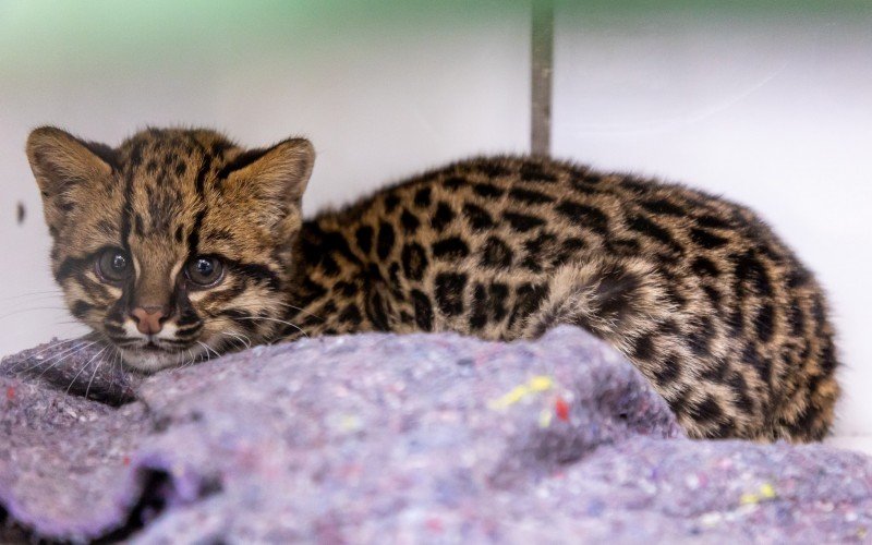 Gato-maracajÃ¡ tambÃ©m Ã© conhecido como gato-do-mato