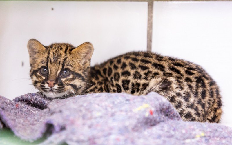 Gato-maracajÃ¡ tambÃ©m Ã© conhecido como gato-do-mato