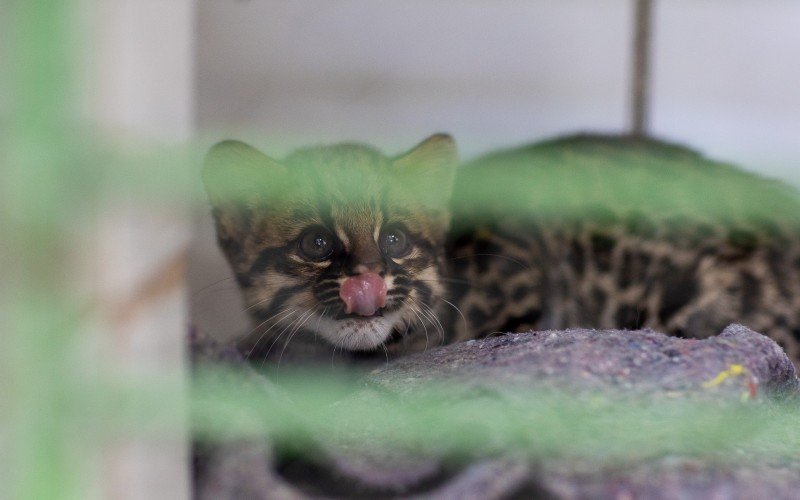 Gato-maracajÃ¡ tambÃ©m Ã© conhecido como gato-do-mato