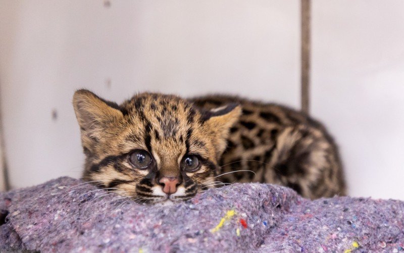 Felino é o novo inquilino do MiniZoo em Canoas | Jornal NH