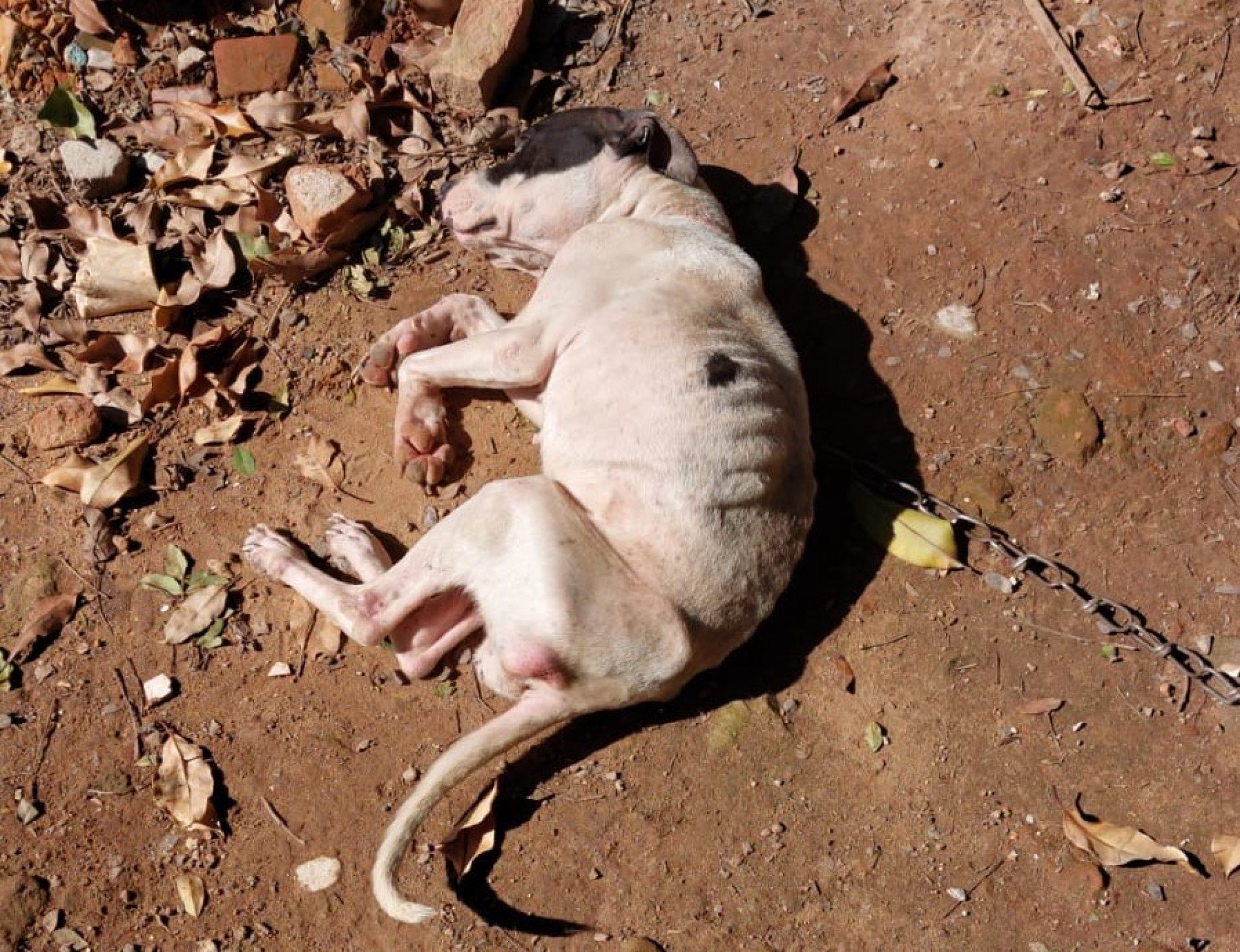 Cachorro em estado de desnutriÃ§Ã£o foi localizado na OcupaÃ§Ã£o Redemix