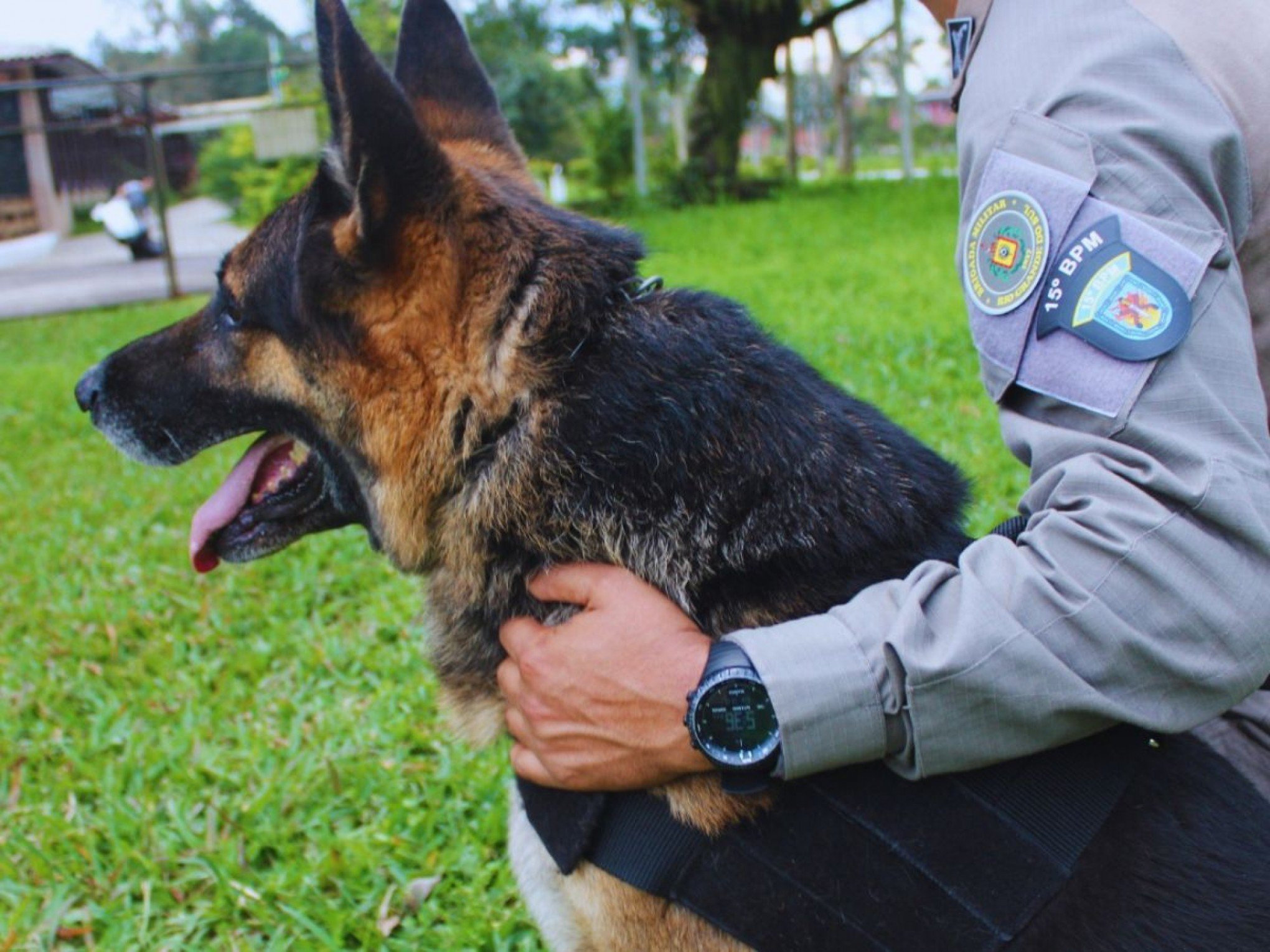 HERÓI DE QUATRO PATAS: Cão policial se aposenta e passa a morar com parceiro de trabalho