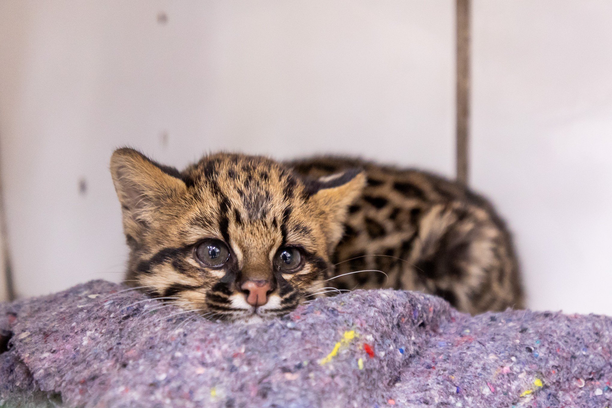 VEJA FOTOS: Filhote de gato-do-mato é o novo morador do MiniZoo