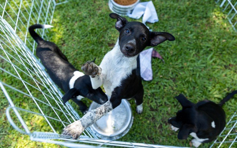 Feira de adoção ocorre no sábado em Canoas