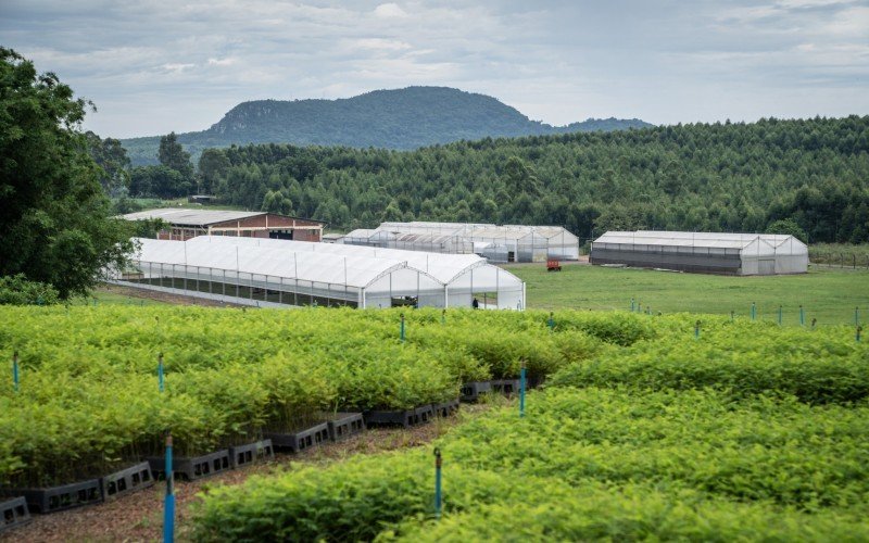 Empresa sediada em Montenegro, Tanac estuda entrar no mercado de créditos de carbono | abc+