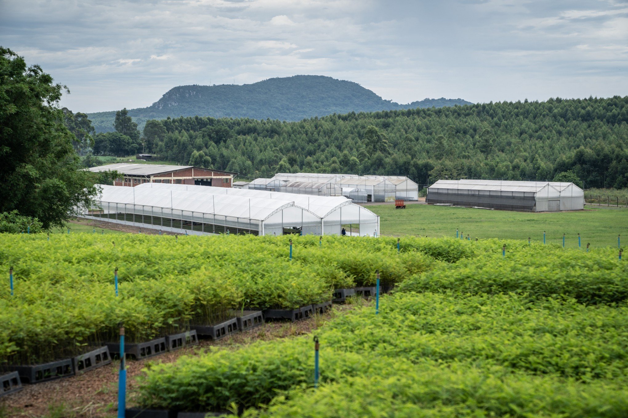 Entenda o que é mercado de carbono e como ele pode fazer bem para a natureza e a economia