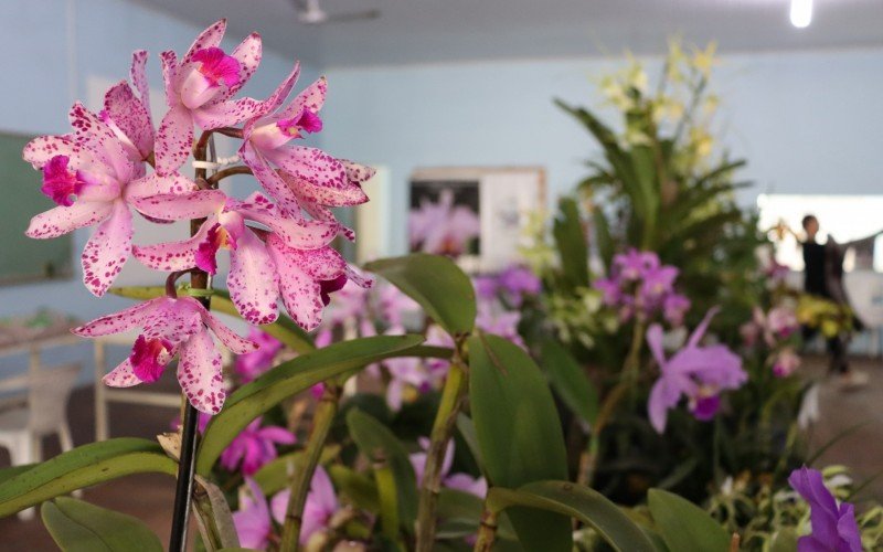 Mostra de Orquídeas reúne mais de 120 plantas de espécies variadas em Novo Hamburgo; confira valores e dicas de cuidado