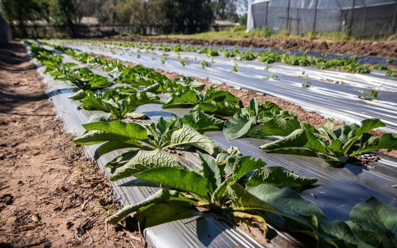 Plantas medicinais estão sendo cultivadas na Escola Agrícola Visconde de São Leopoldo 