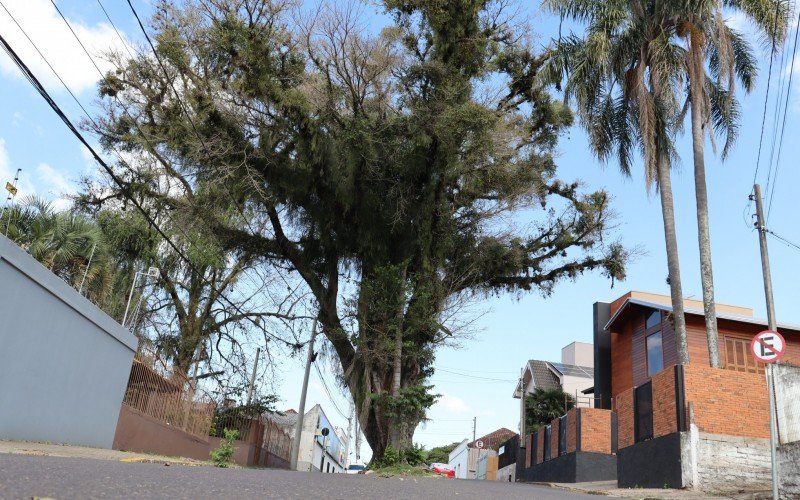 Figueira centenária da Rua Reinaldo Ritzel, bairro Hamburgo Velho | Jornal NH