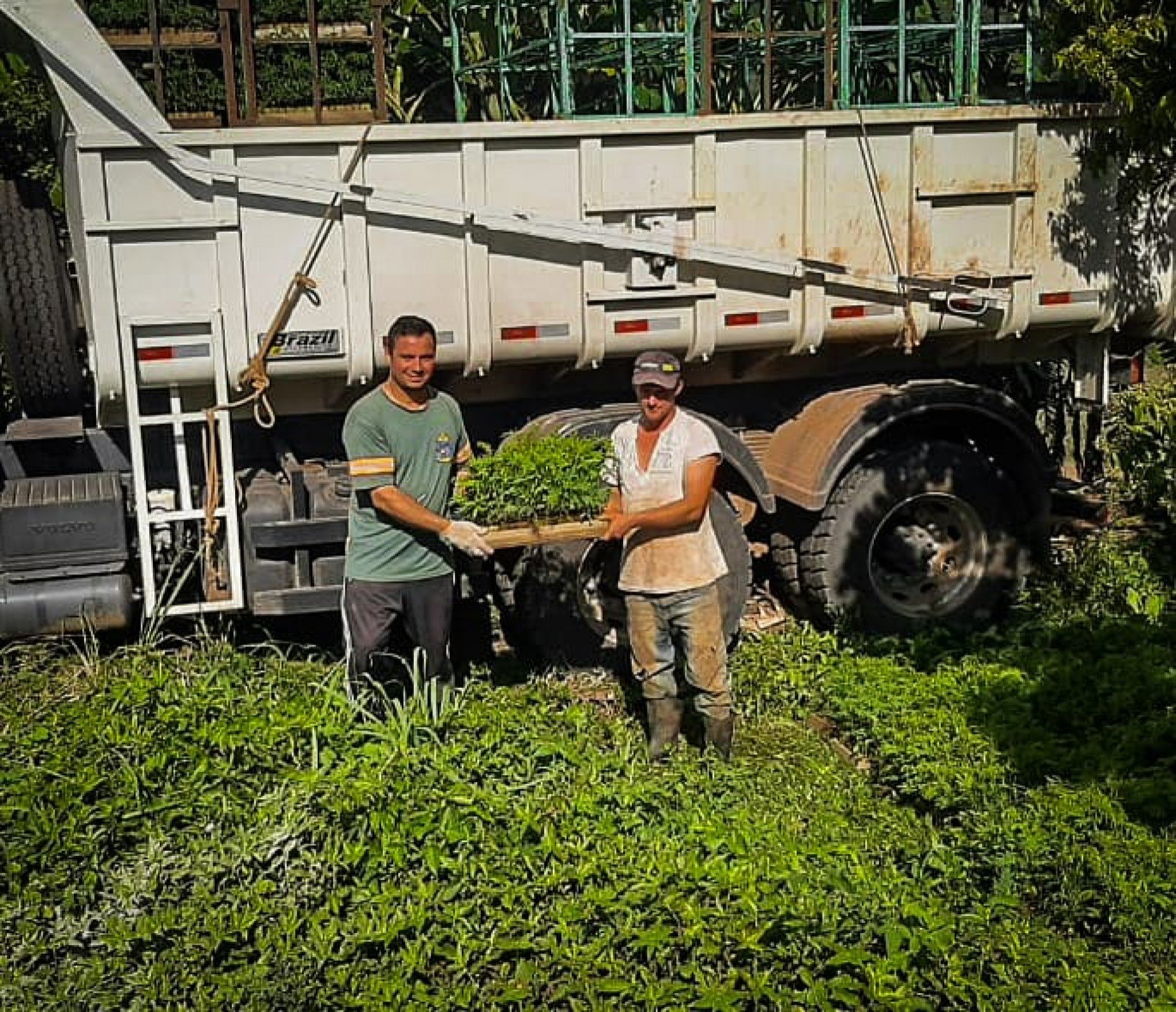 Mais de 200 mil mudas de acácia-negra são entregues para produtores de Gramado
