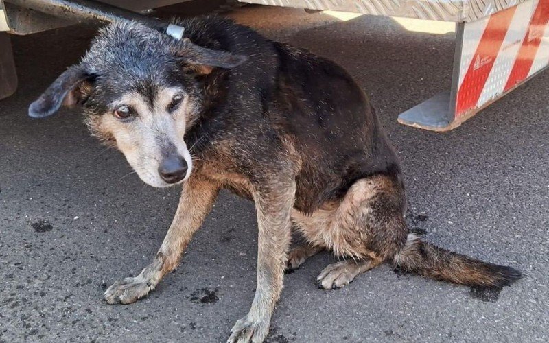 CÃ£o foi resgatado na manhÃ£ de segunda-feira