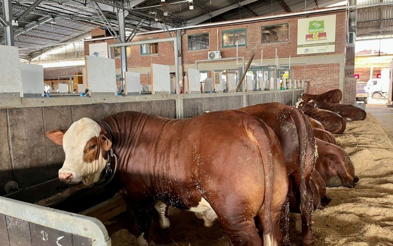 Animais na Expointer